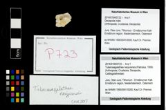 Foto (Objekt + Etikett) von Tuberosagalathea neojurensis (Patrulius, 1959)  (NHMW-GEO-2014-0194-0723)